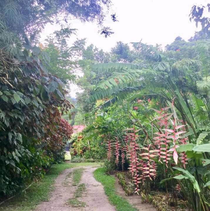 Thousand Hills Ketambe ,Room And Treking Lhokuenam Luaran gambar